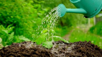 How to properly water your plant when growing indoors