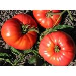 Tomato seeds variety "Ballerina" (Ballerina) 15 pcs