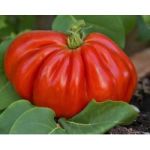 "Heart of the Bull" Tomatoes (Ox Heart / Cuor di Bue / Coeur de Boeuf) 25 seeds