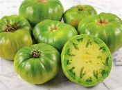 "Green Giant" Green Tomatoes 10 seeds