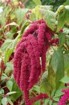 Amaranth, red - 2g seeds