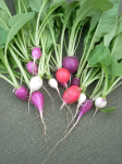 "Magnet F1" Chinese Radish seeds 1 gr