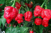 "Trinidad Scorpion Moruga Blend" Chilly Pepper 5 seeds