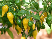 Семена от люти чушки сорт "Хабанеро Лимон" (Habanero Lemon) 15 бр