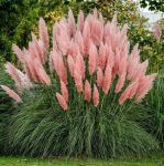 Cortaderia, Pampas pink grass (Cortaderia Selloana) - 2500 seeds (0.5g)