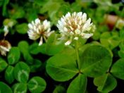 White - crawling clover (Trifolium repens) 1980g + 100g for 75-100m²