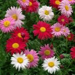 Pyrethrum - 3500 seeds - 10g