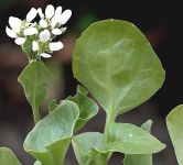 Common Scurvy-grass (Cochlearia officinalis) 1g seeds