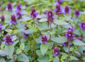 Prunella vulgaris seeds 0.2 g / ± 100 pcs