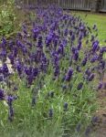 Lavender (Lavandula angustifolia) - 750 seeds (0.75g)