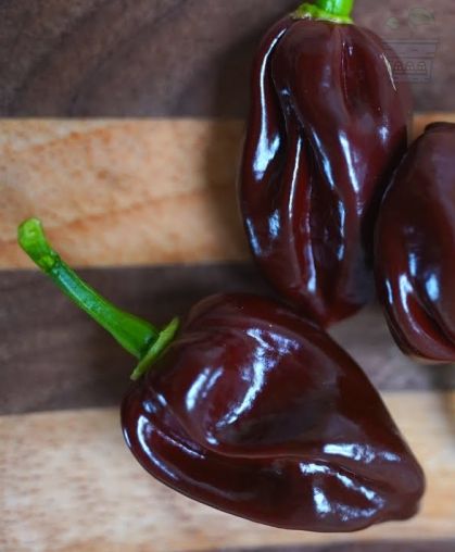 Hot pepper Habanero Chocolate (Capsicum chinense) 10 seeds