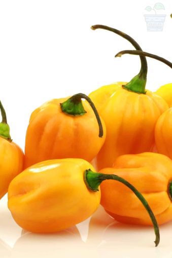 Hot pepper "Madame Jeanette" (Capsicum chinense) 15 seeds