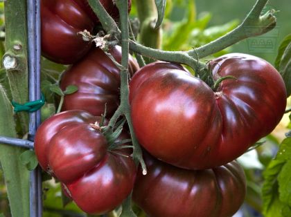 "Zakopane" Tomatoes (Zwarte Cevennes) 15 seeds 