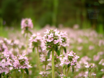 Thyme 2500 seeds (±) / 0.5 gr