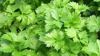 Parsley with smooth leaves 2000 seeds (±) / 5 gr