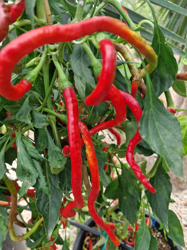 "Thunder Mountain Longhorn" Chilly Pepper 15 seeds