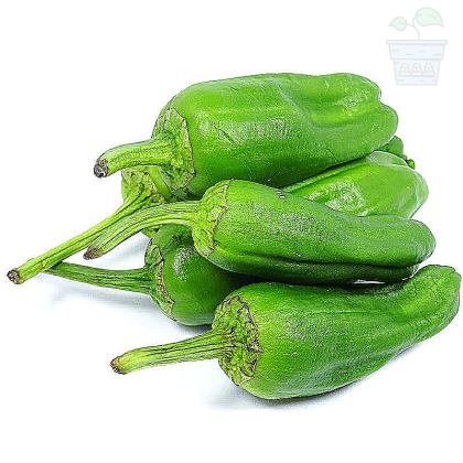 "Padron" Chilly Pepper (Pimientos de Padron)  25 seeds