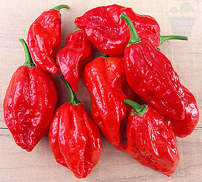 "Naga Morich" Chilly Pepper 15 seeds