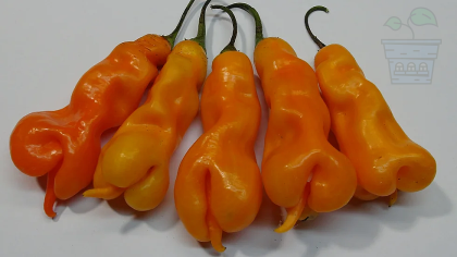 "Massimo's Erotico" Chilly Pepper 10 seeds