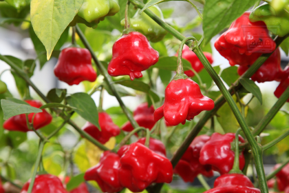 "Bishop's Crown" Chilly Pepper 10 seeds