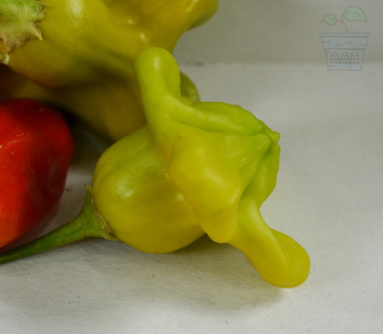 "Orchid" Chilly Pepper 15 seeds