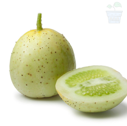  "Lemon" / "Crystal Apple" Cucumbers 25 seeds