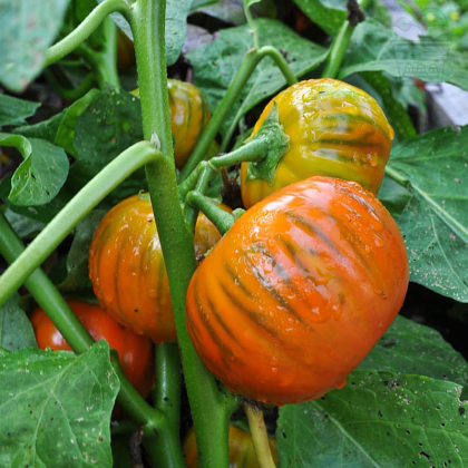 "Turkish Orange" Eggplant 25 seeds