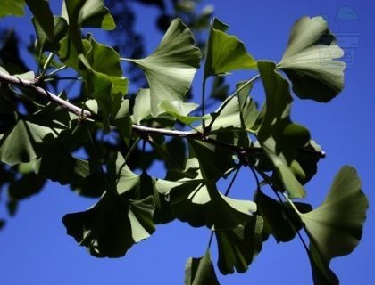 Ginkgo Biloba - 10 seeds 