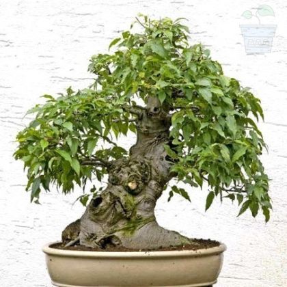 Chinese Hackberry "CELTIS sinensis" - 10 seeds - 1.5g 