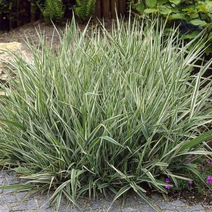 Reed Canary Grass seeds (Phalaris arundinacea) - 5g 