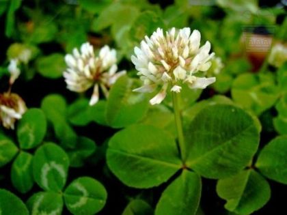 White - crawling clover (Trifolium repens) 1980g + 100g for 75-100m²