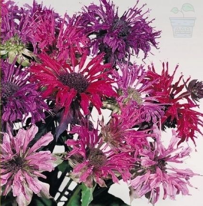 Seeds of Red Bergamot / Monarda 2 g / ± 350 pcs