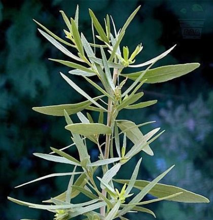 Tarragon - 2500 seeds - 0.5g