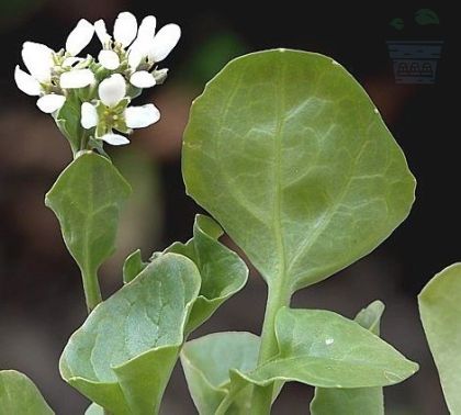 Common Scurvy-grass (Cochlearia officinalis) 1g seeds