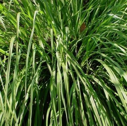 Lemon grass (Cymbopogon flexuosus) ± 1350 seeds (0.5g)