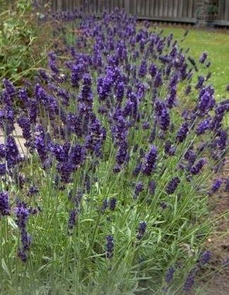 Lavender (Lavandula angustifolia) - 750 seeds (0.75g)