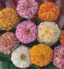 "Zebra Mixture" Zinnia Eleganse seeds (Candy Stripe Mixed) 300 pcs  (±) / 3 gr