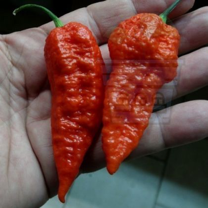 "Leviathan Gnarly Scorpion" Chilli Pepper 10 seeds