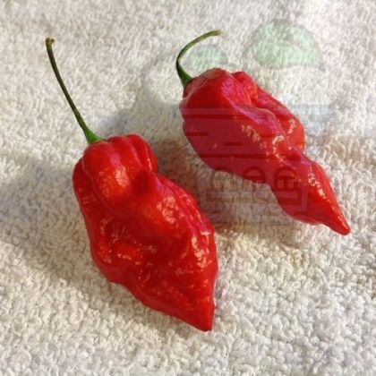 "Naga Morich" Chilli Pepper 15 seeds