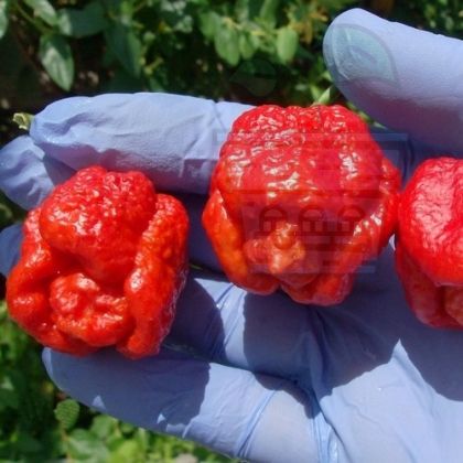 "Trinidad Scorpion Moruga Blend" Chilli Pepper 5 seeds