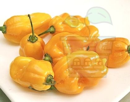 Chili Peppers "Madame Jeanette" (Capsicum chinense) 15 seeds