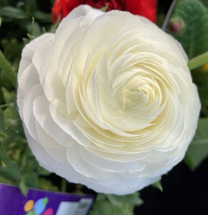 White Ranunculus bulbs (Ranunculus asiaticus) - 10 pcs.