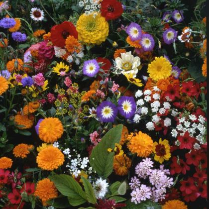 Seeds of a mix of Japanese flowers for 5-10 m2 (10 g)