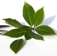 Bay leaf (Laurus nobilis) - 5seeds