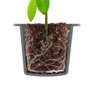 ROOTiT Dry Peat Free 24 Cell Filled Tray