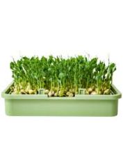 Organic Green Pea seeds - 400 g