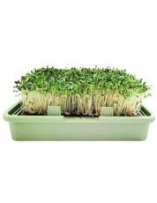 Organic Alfalfa seeds - 200 g.