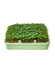 Organic Broccoli Rabe / Raab seeds - 200 g