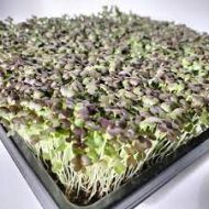 Organic Japanese Red Mizuna seeds- 100 g
