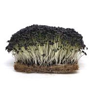 Organic Japanese Red Mizuna seeds- 100 g